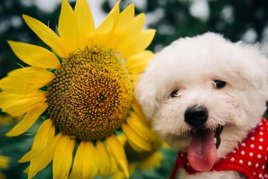  Spring Allergies in Dogs