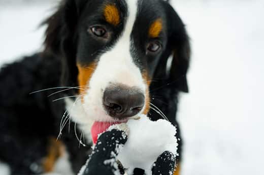 Dog eating snow 