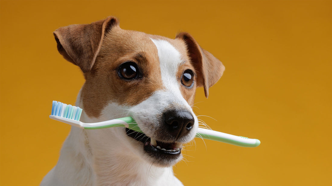 Caring for your dog's teeth