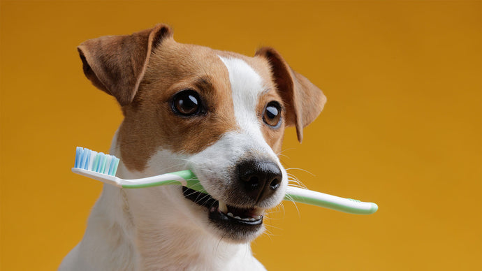 Keeping the Pearly Whites Shining: Caring for Your Dog's Teeth