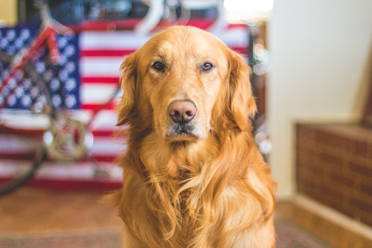 Training Your Dog With Treats 