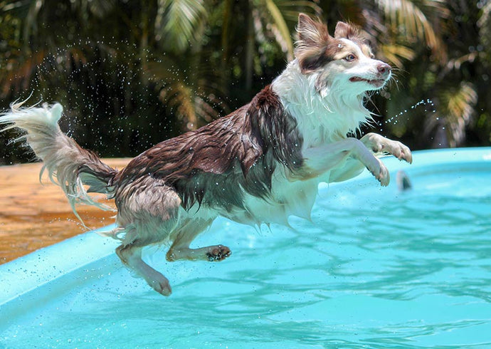 How to Teach Your Dog to Like Water