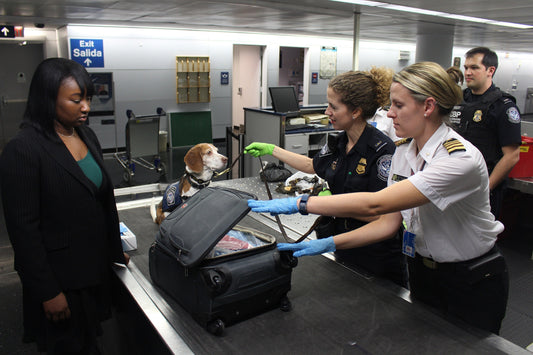 COVID-19 Detection Dog 