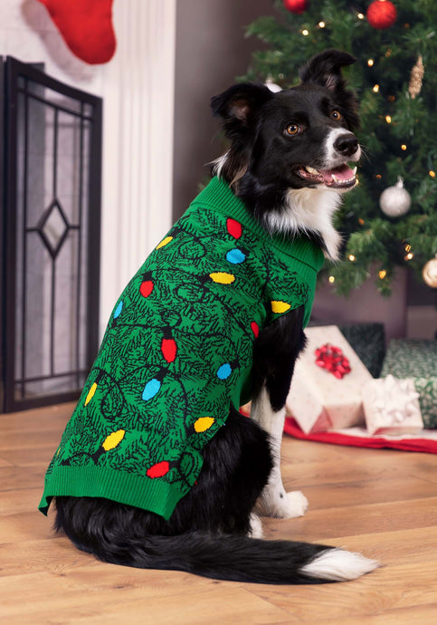 Does My Dog Need a Sweater