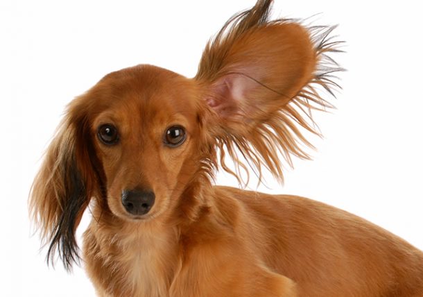How to Clean Water Out of Your Dog's Ear 