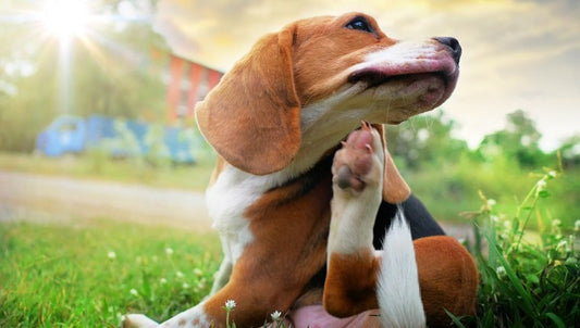 Dog Allergies 