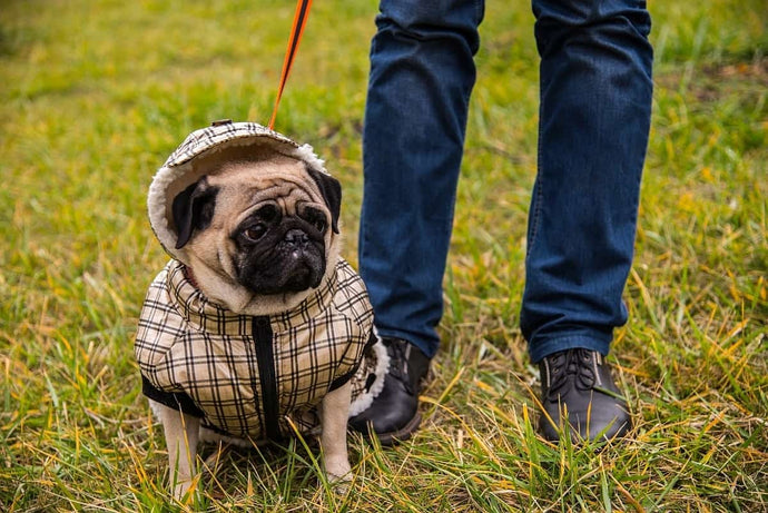 How to Pick the Best Dog Coat