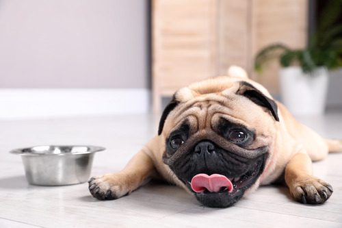 Keeping Your Dog Hydrated 