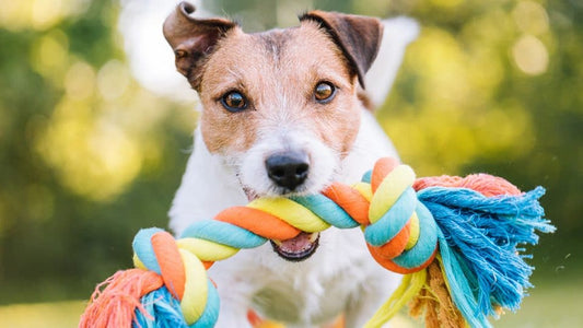 Make Smart Choices for Your Dog 