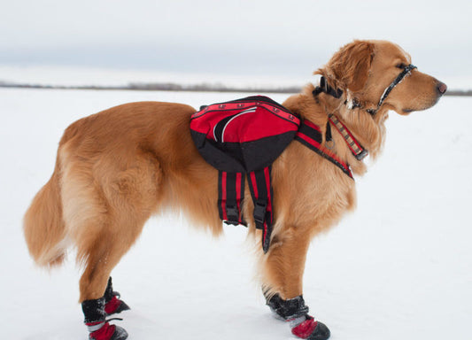 Does Your Dog Need Shoes? 