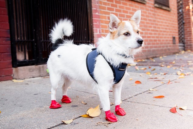 Dog With Booties 