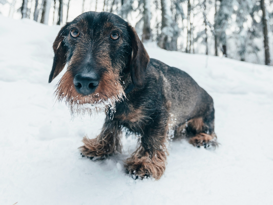 Winter Coat Care Tips for Your Dog
