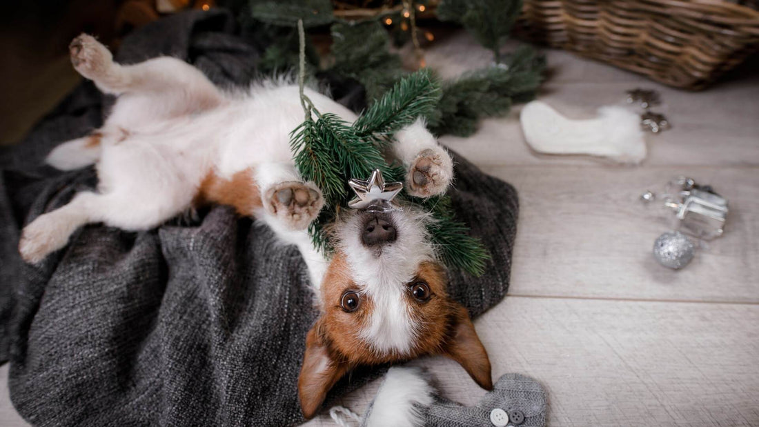 Dog and Christmas Tree 