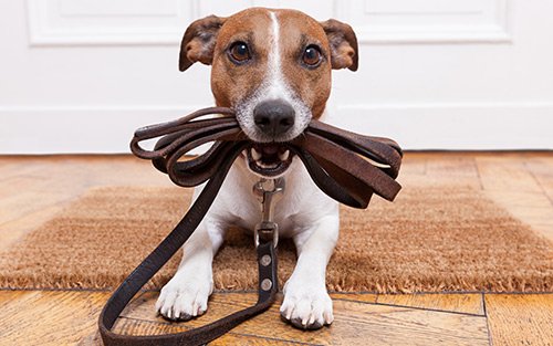 Decoding Canine Body Language 
