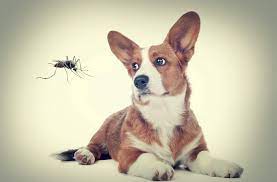 Dogs and Mosquitos 