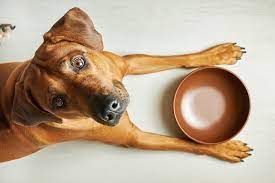 Feeding a Raw Food Dog Diet 