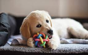 What to Give a Teething Puppy