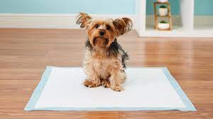 How to Teach Your Dog to Use a Potty Pad
