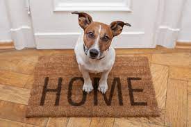 Ways to Keep Your Dog Busy While You Work