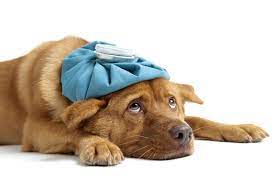 How to Tell if Your Dog Is Sick 