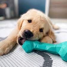 How to Choose the Right Toys for Your Dog