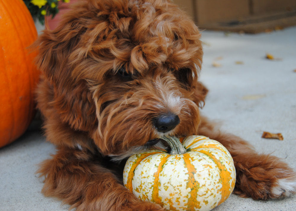 Dogs and Pumpkin 