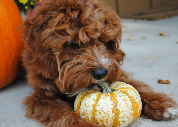 The Power of Pumpkin: A Guide to Incorporating Pumpkin into Your Dog's Diet