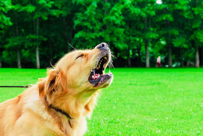 Keeping the Peace: Effective Strategies to Stop Excessive Dog Barking