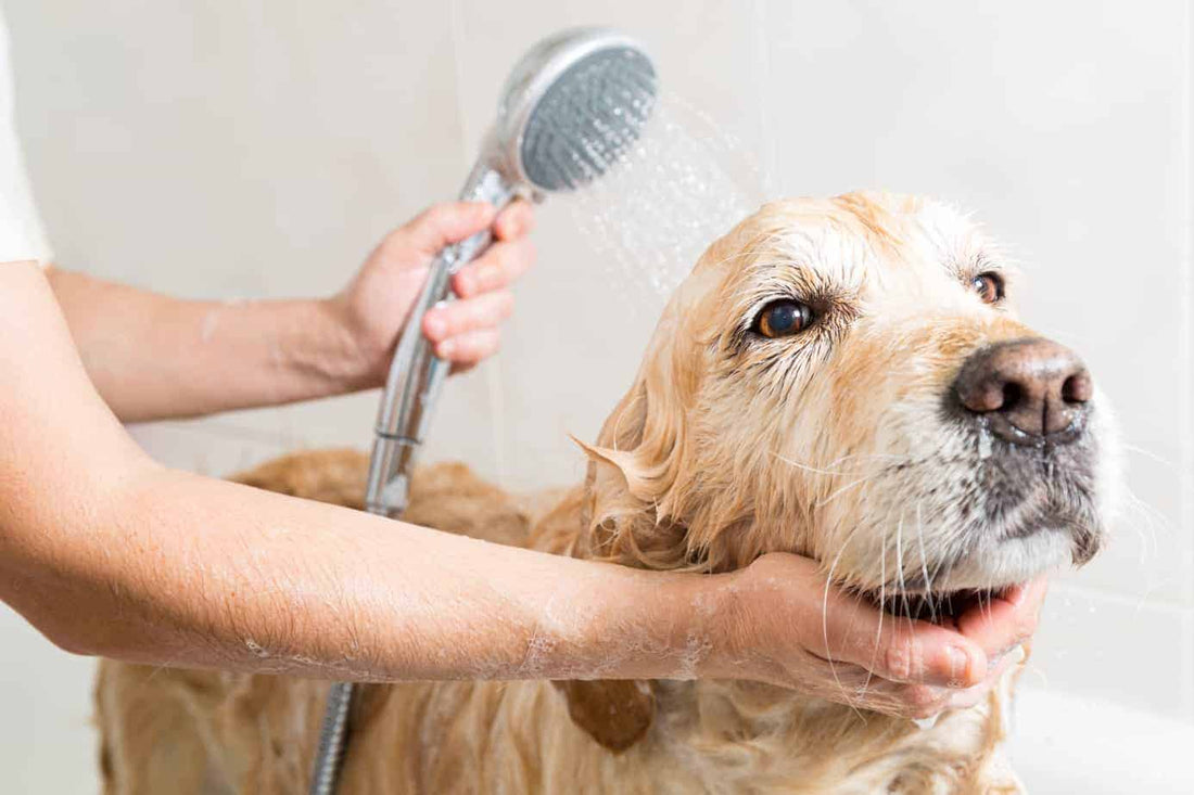 How Often Should You Groom Your Dog? 