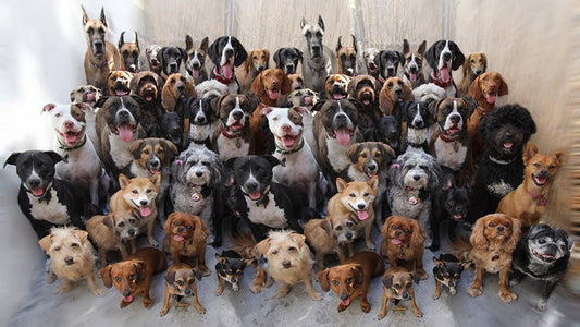 Choosing the Right Dog Breed 