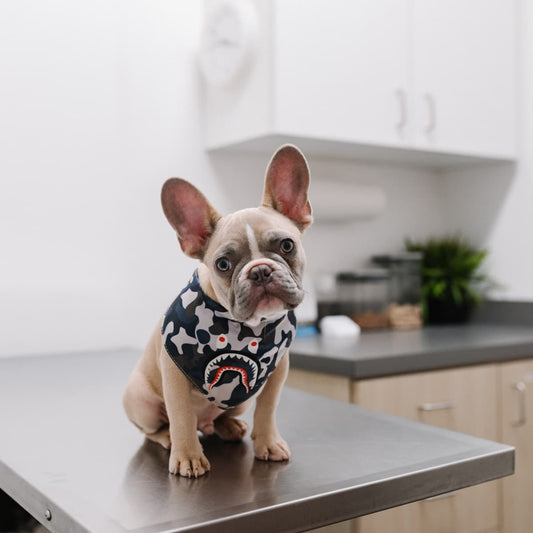 Introducing the DoggyKingdom Health Monitoring Pee Pads