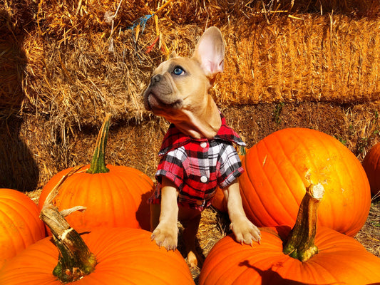 Best Vegetables for Dogs 