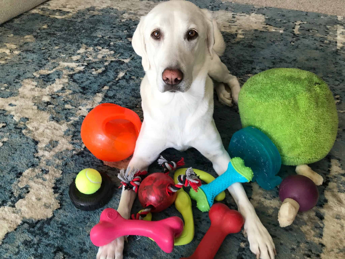Keeping Your Dog's Toys Clean 