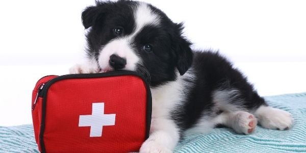 Pet First Aid Kit 