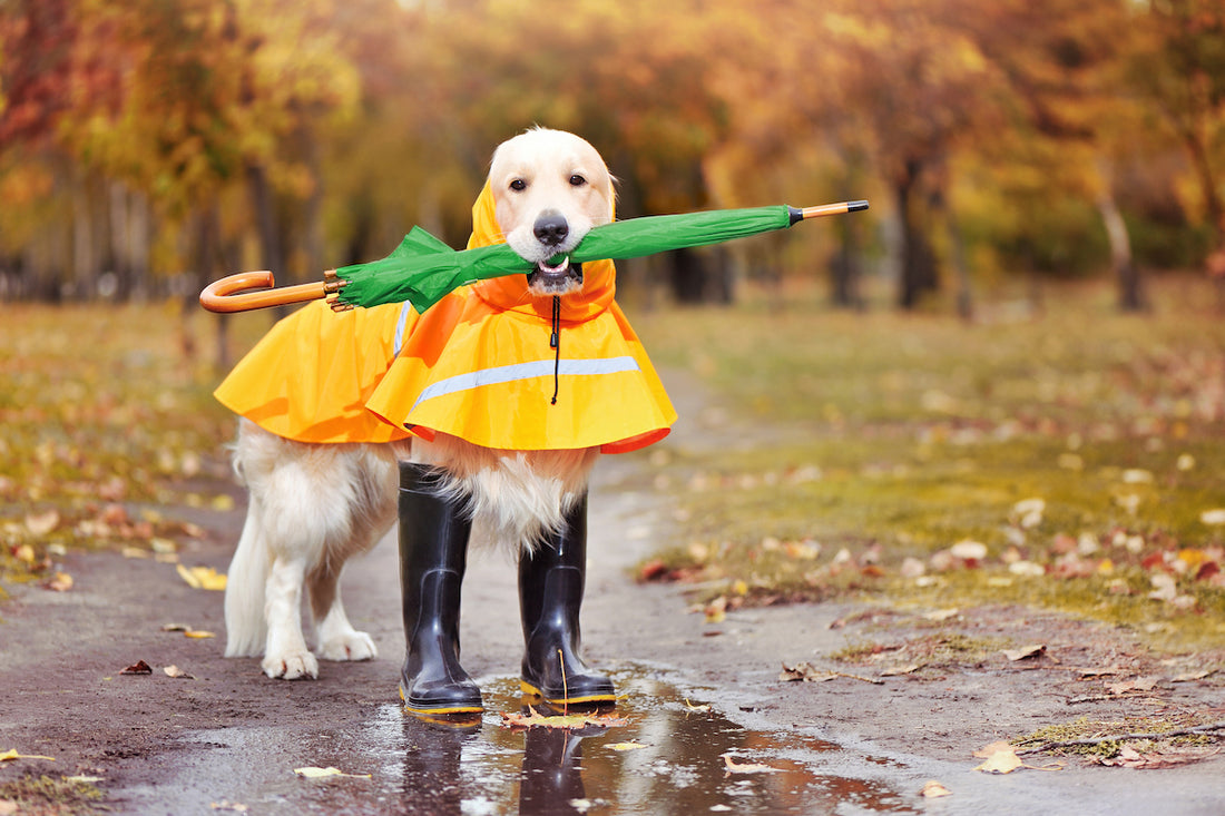 Rainy Day Essentials for Your Dog Doggykingdom