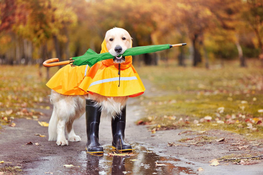 Rainy Day Essentials for Your Dog