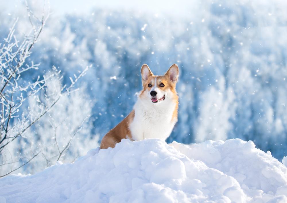 Keep Your Dog Healthy in Cold Weather 