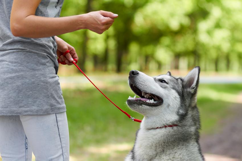 Finding the Right Dog Trainer 
