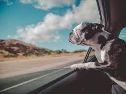 Moving with dogs 