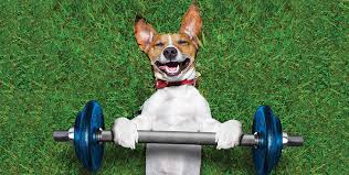 Canine Fitness 