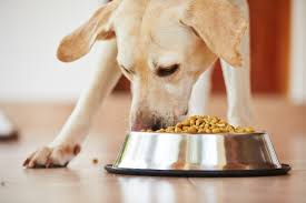 Dog weight management 