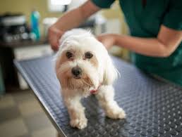 Signs Your Dog Needs to See the Vet 