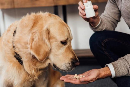Dog Vitamins 