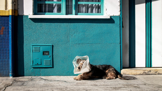 Sarcoptic Mange in Dogs 