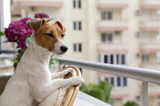  Best Dog Breeds for Apartments