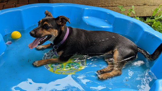 How to Keep Your Dog Cool This Summer 