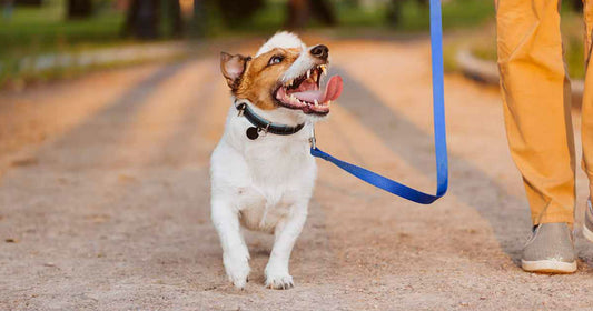 Dog Walking on Loose Leash 