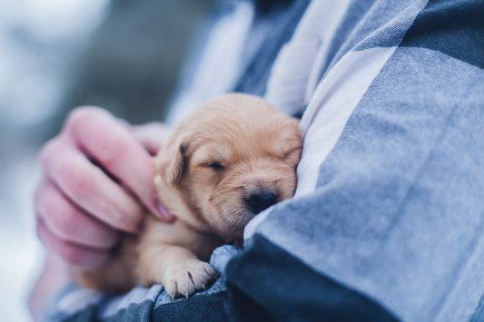 All About Puppy Breath