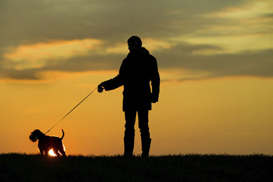 autumn tips for your dog 