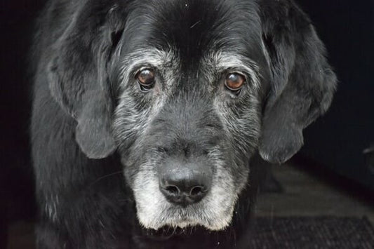 Help Your Dog Live Longer 